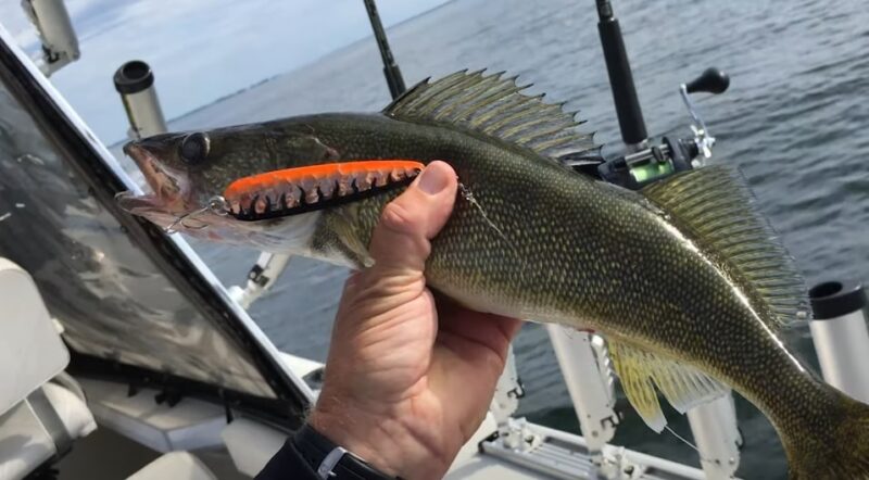 Catching Fish Walleye with Trolling Spoon at Lake Erie