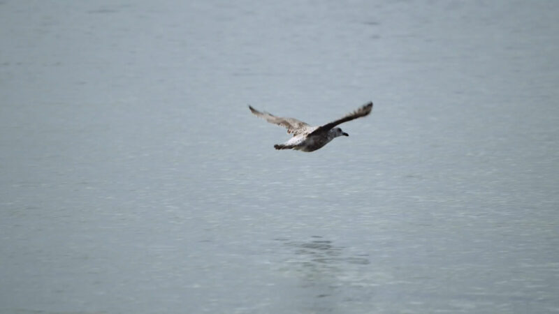 A seagull searching for baitfish