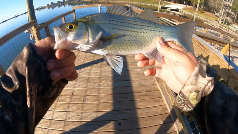 Catching white bass while fishing from the shore