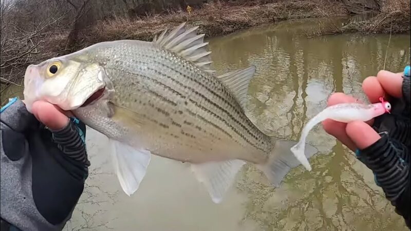 White bass winter fishing