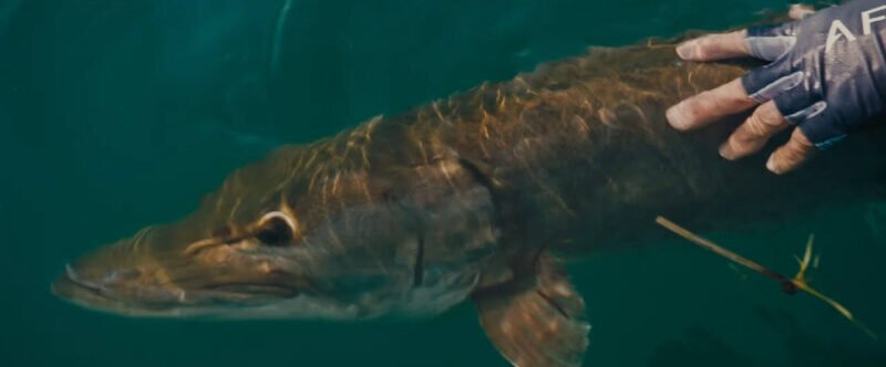 eleasing muskie fish after fishing