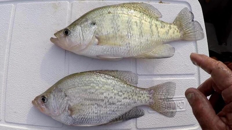 Difference Between Black and White Crappie