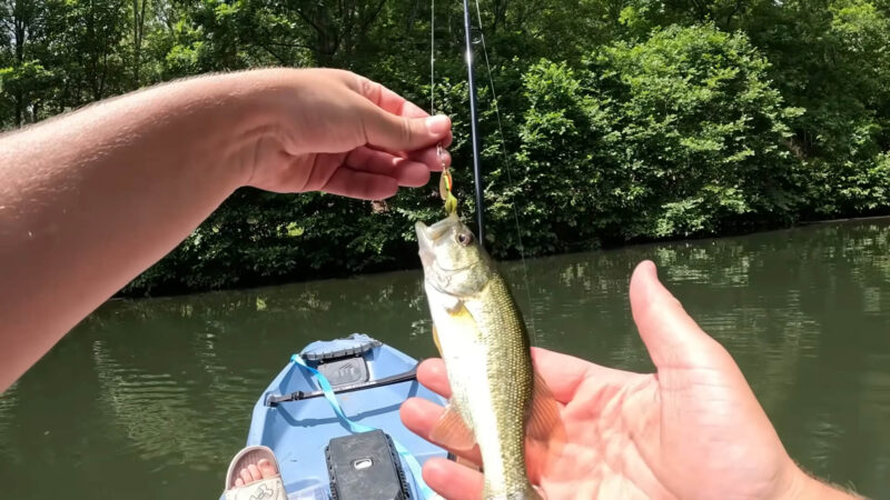 Caught bass using a rooster tail