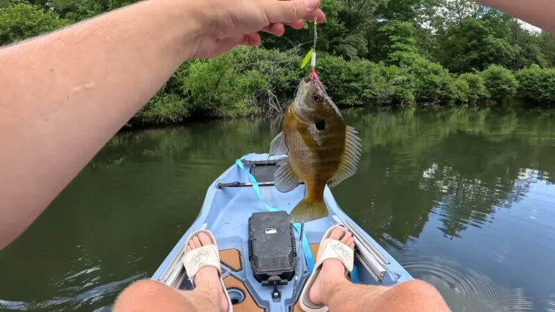 Caught black crappie using a rooster tail