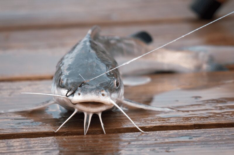 Best Hook Sizes and Styles for Catfish