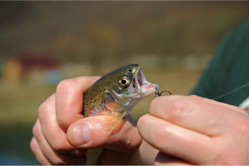 Best Hook Sizes and Styles for Trout