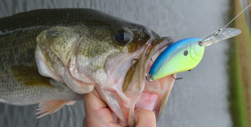 Hook Types for Bass